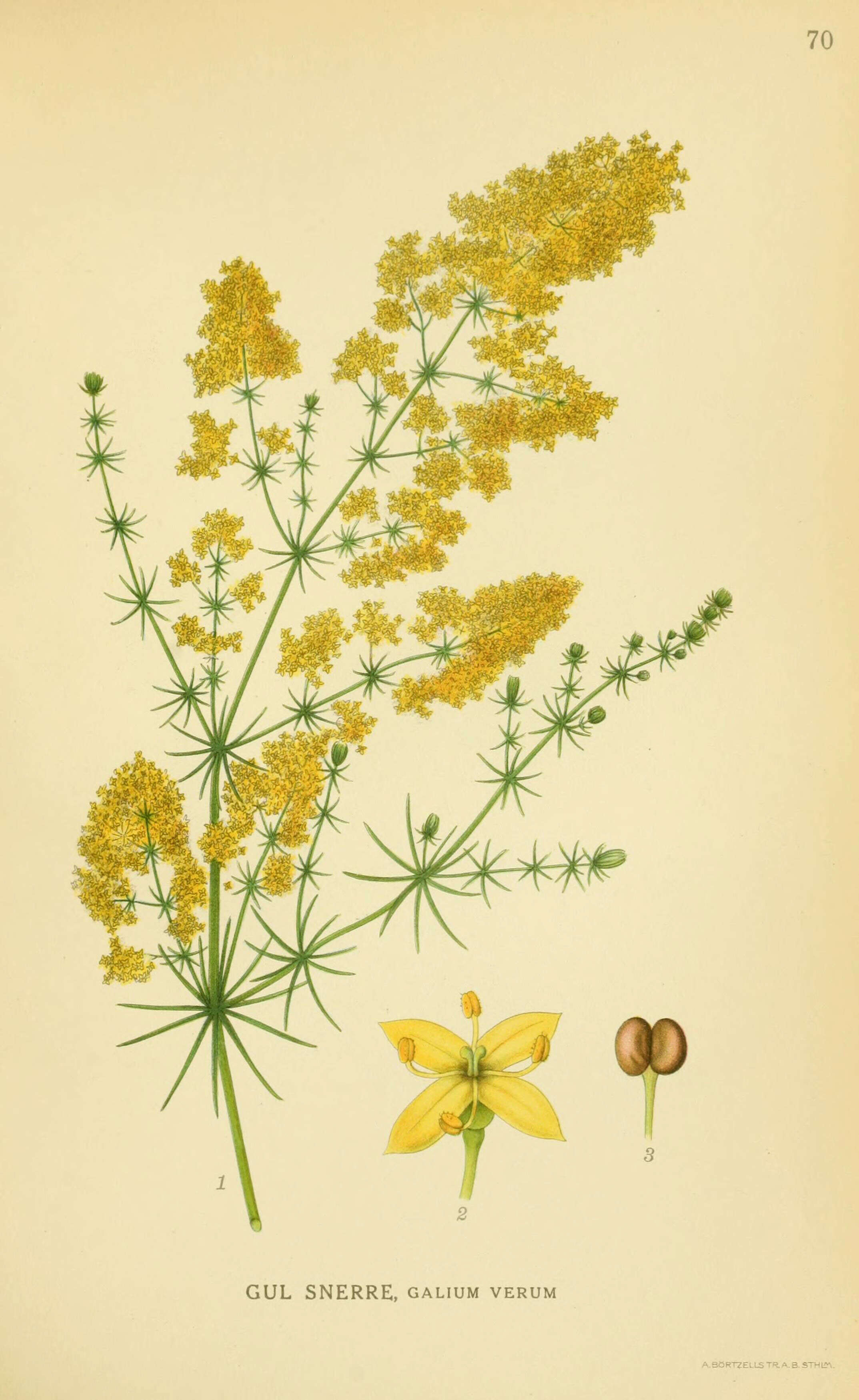 Image of Lady's Bedstraw