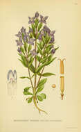 Image of field gentian