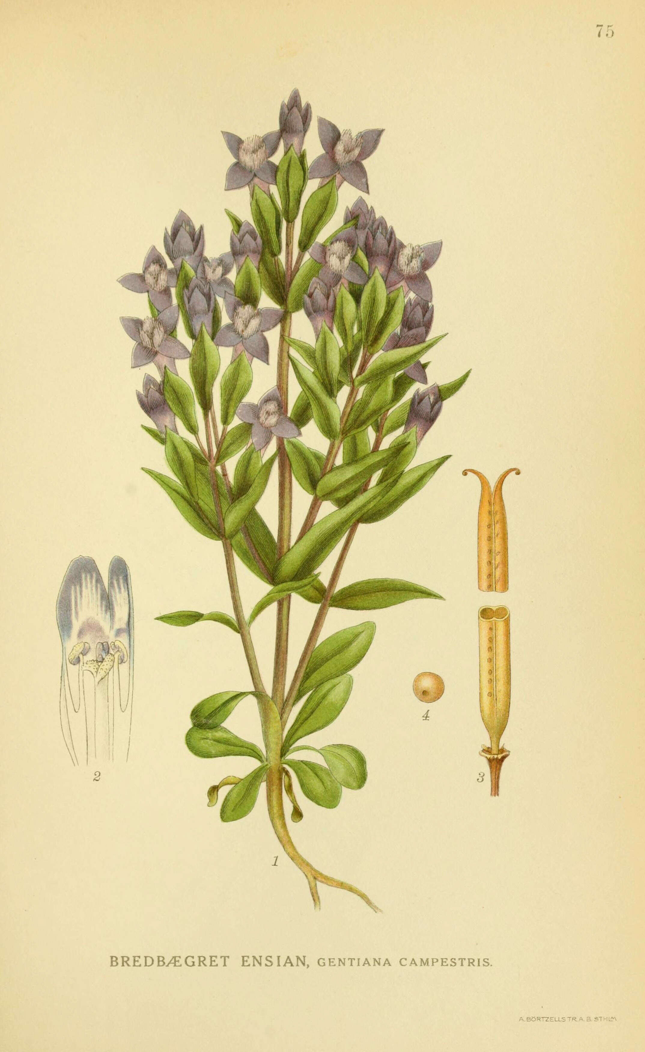 Image of field gentian