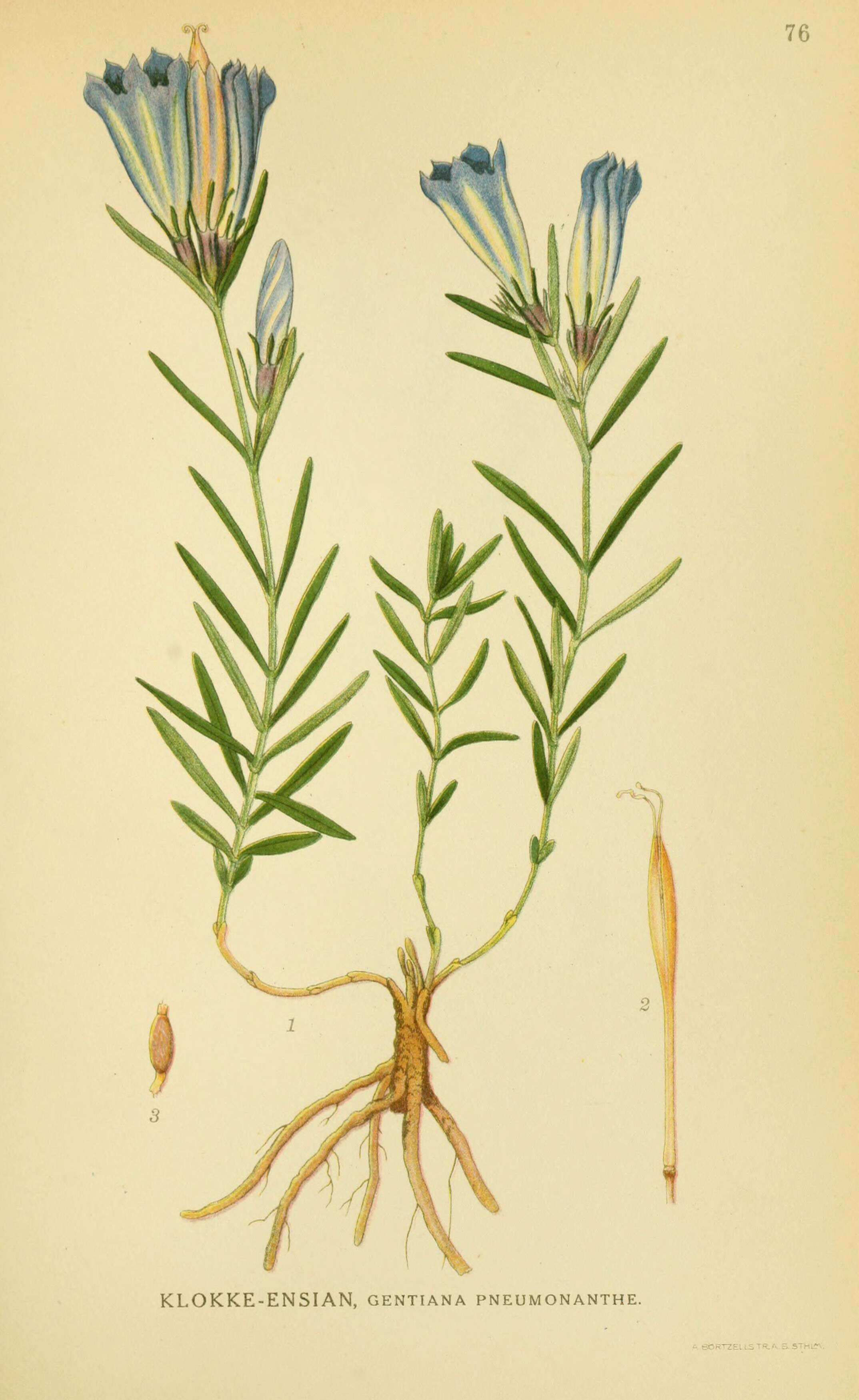 Image of marsh gentian