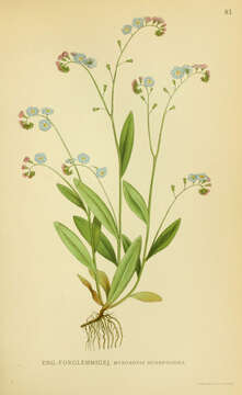 Image of true forget-me-not