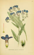 Image of alkanet