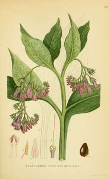 Image of boneset