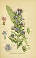 Image of blueweed