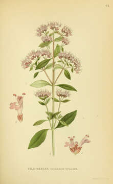 Image of oregano