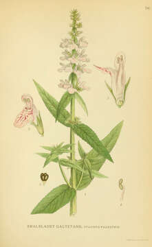 Слика од Stachys palustris L.