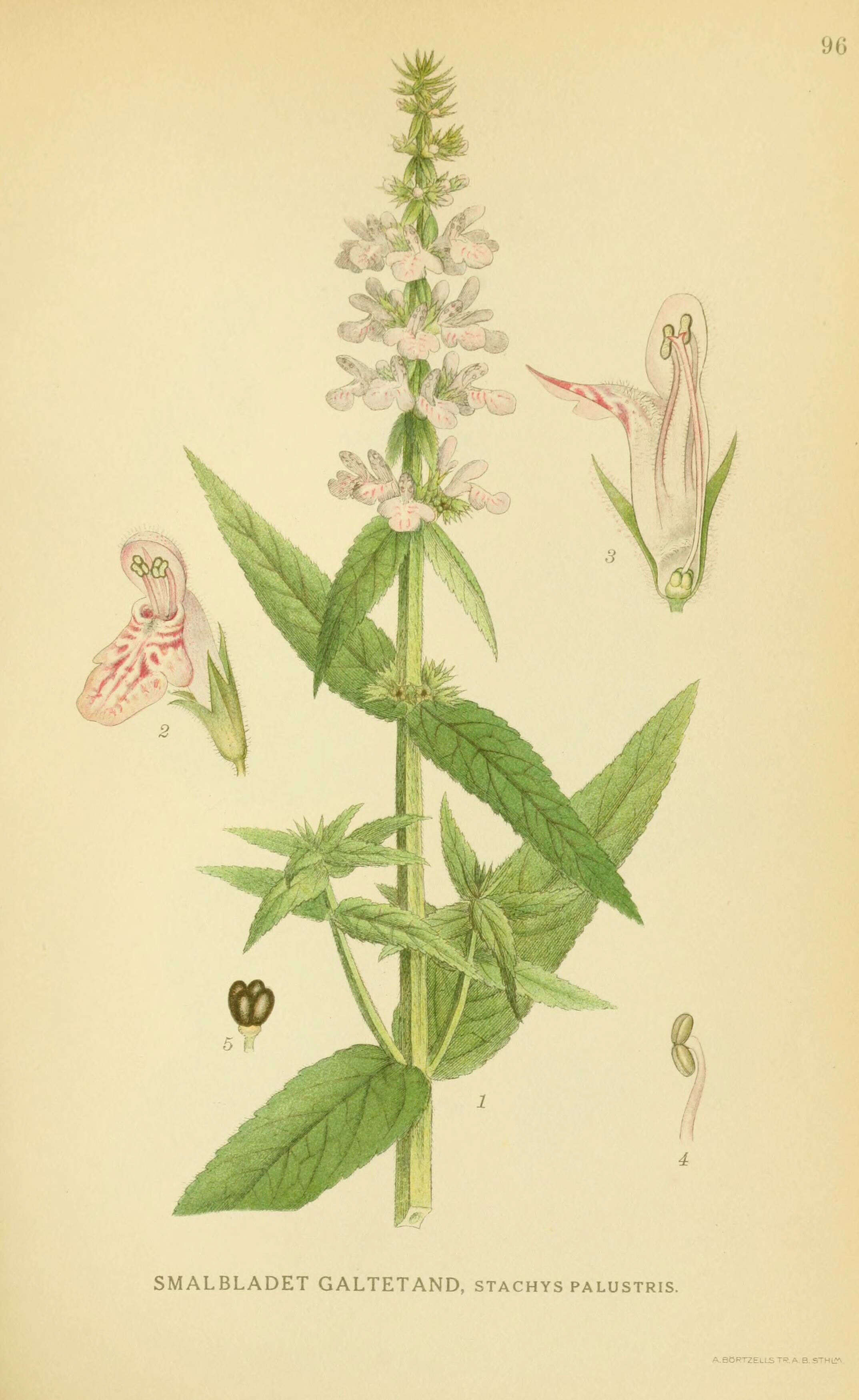Слика од Stachys palustris L.