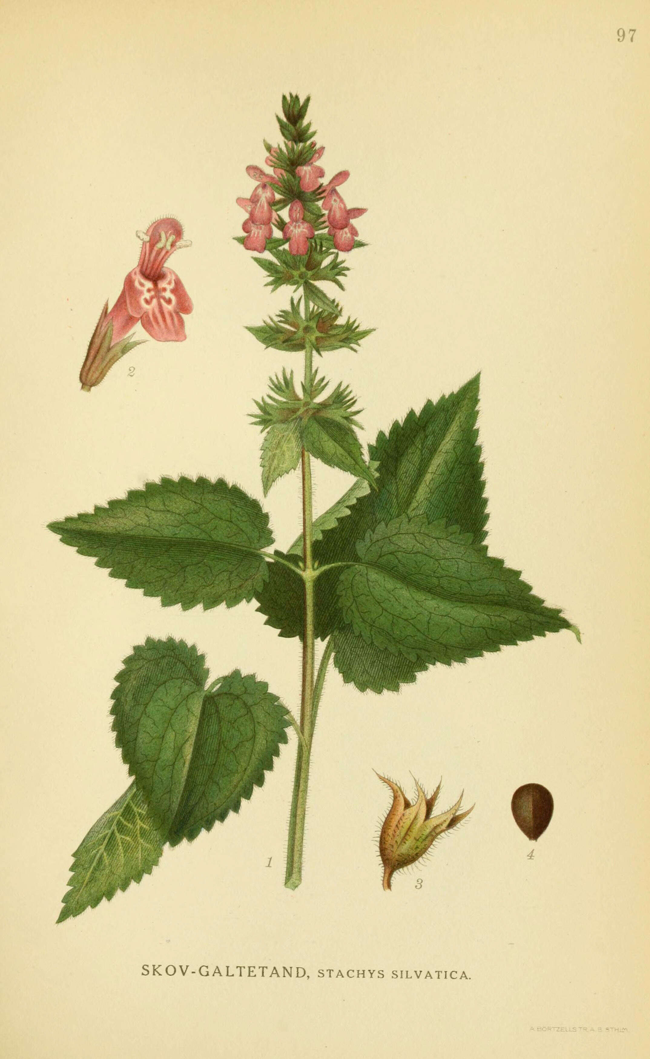 Слика од Stachys sylvatica L.