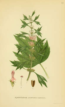 Image of common motherwort