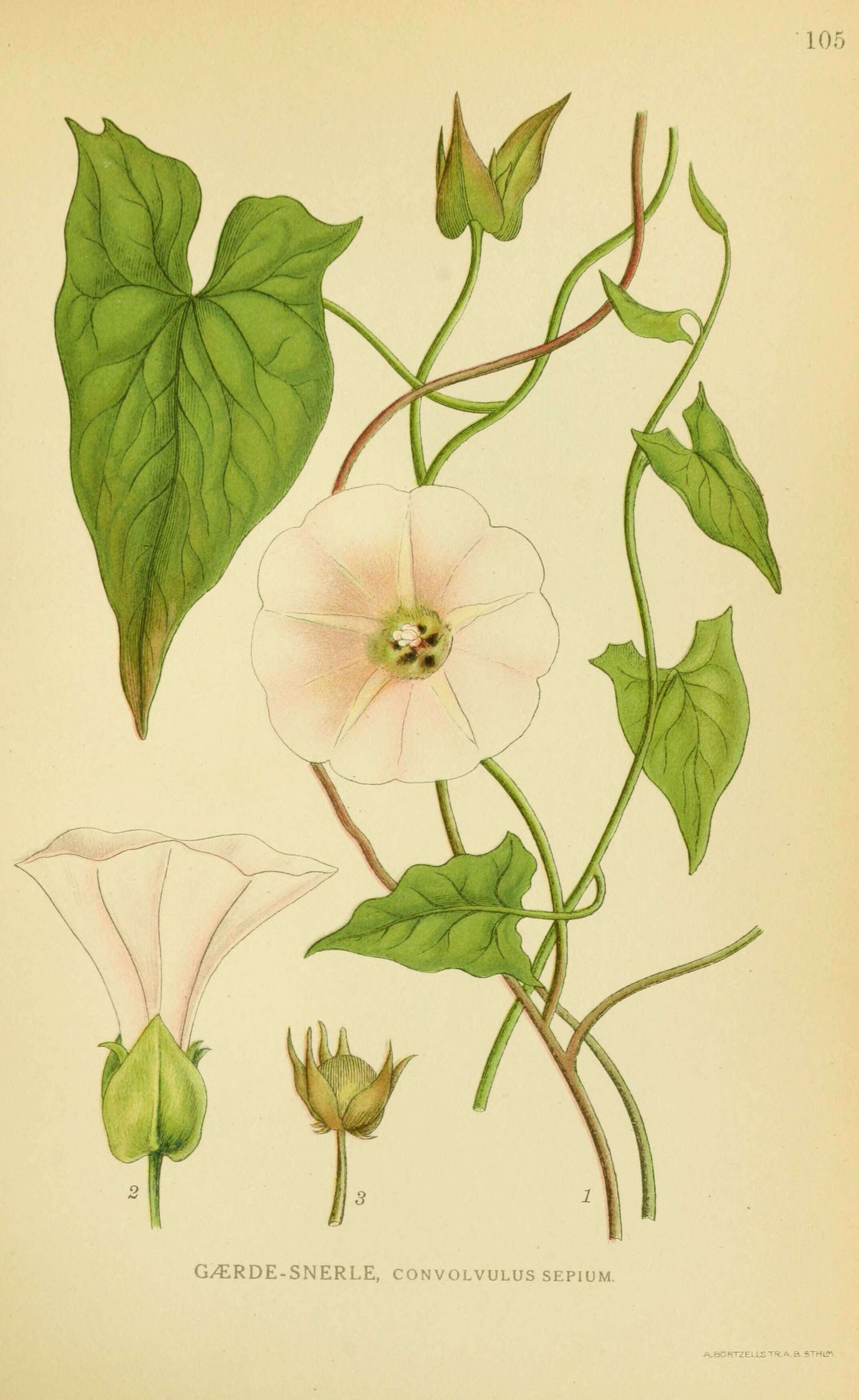 Image of Hedge Bindweed