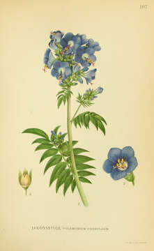 Polemonium caeruleum L. resmi