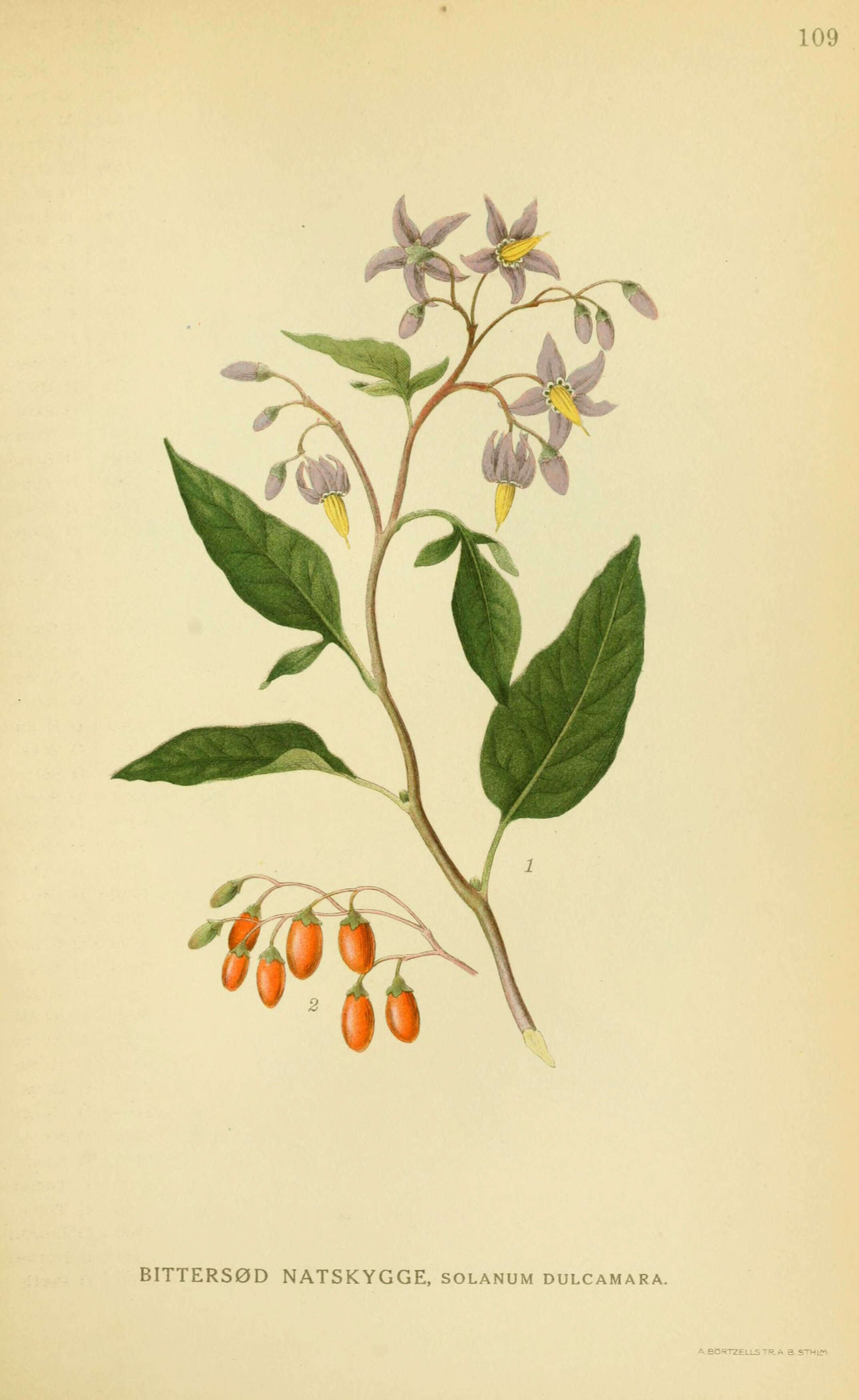 Image of bittersweet, woody nightshade