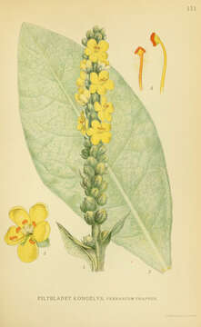 Image of Great Mullein