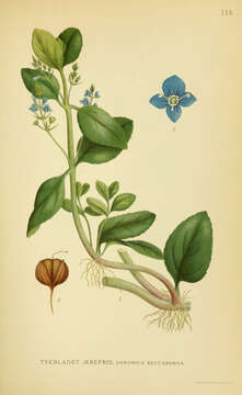 Image of brooklime, water, marsh speedwell