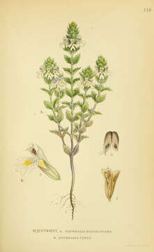 Imagem de Euphrasia parviflora Schag.