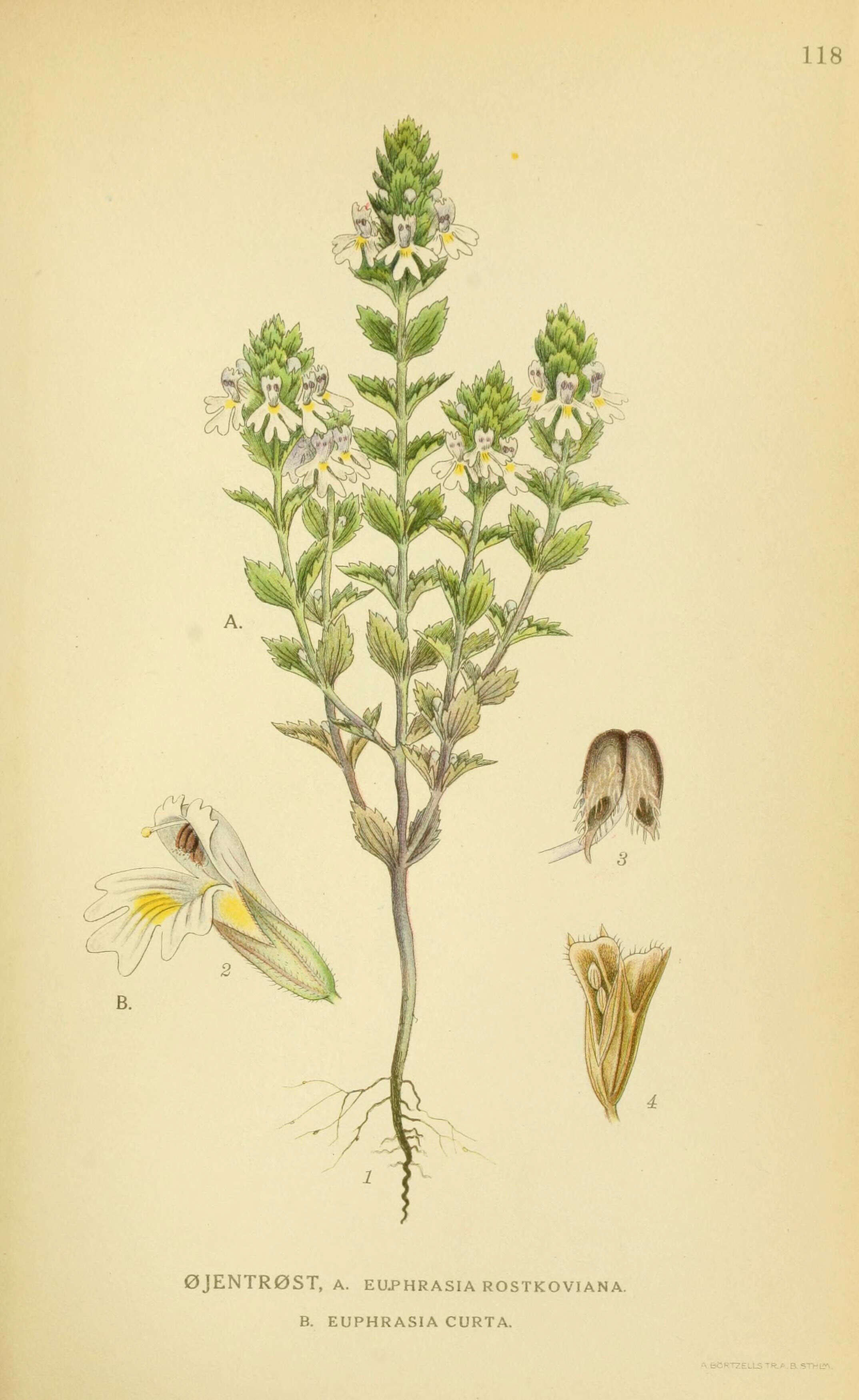 Image of Euphrasia parviflora Schag.