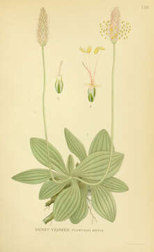 Image of Hoary Plantain