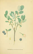 Image of alpine bilberry