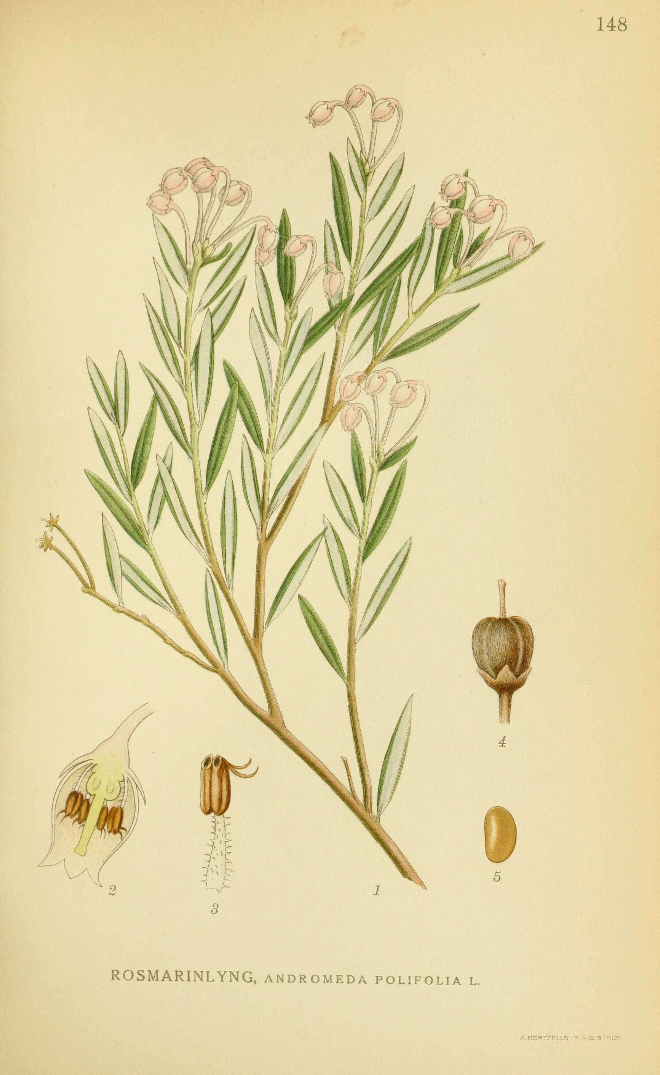 Image of bog rosemary