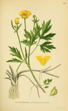 Image of creeping buttercup