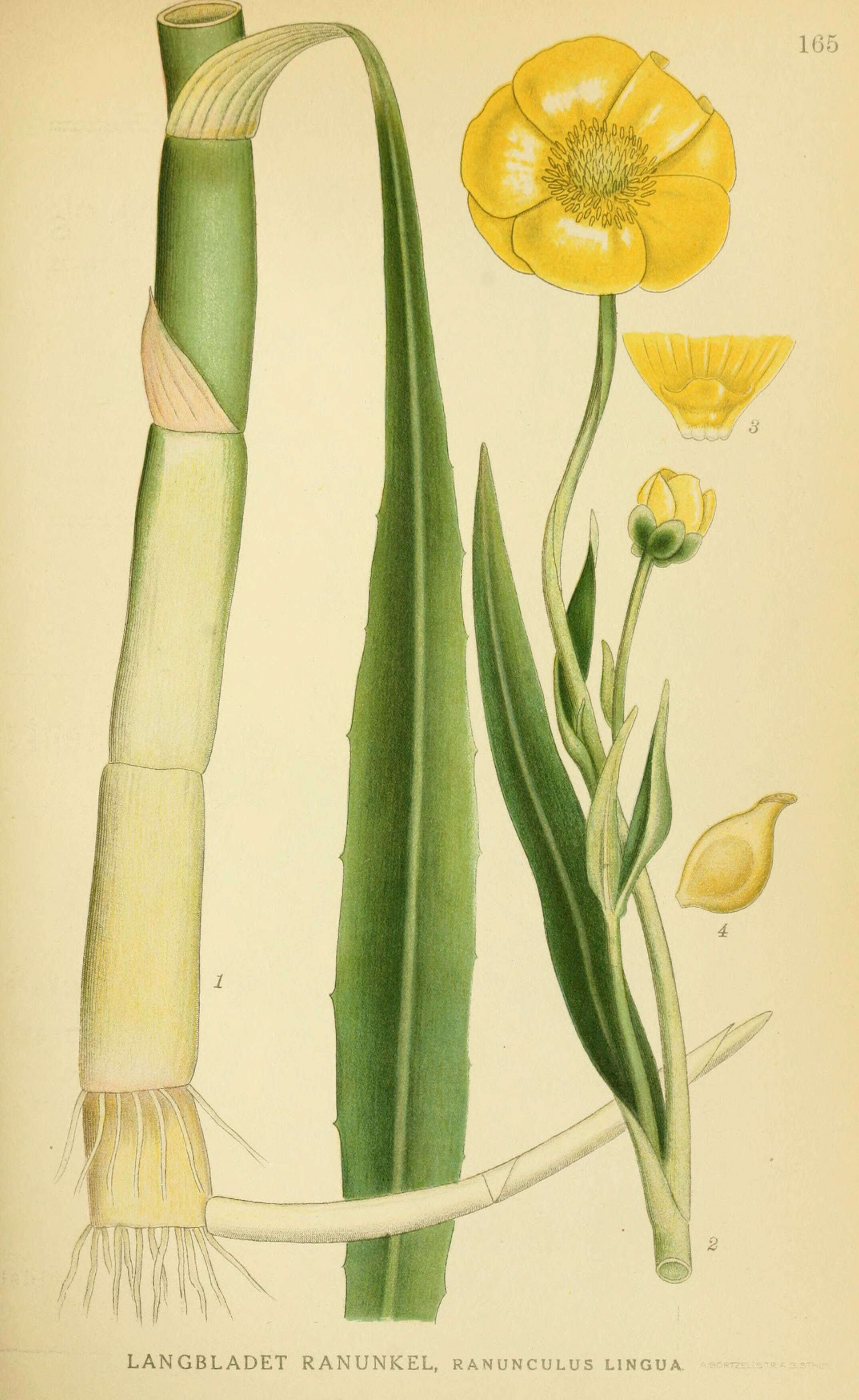 Image of Greater Spearwort