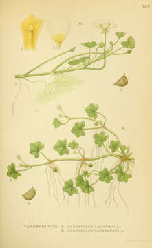 Image of Common Water-crowfoot