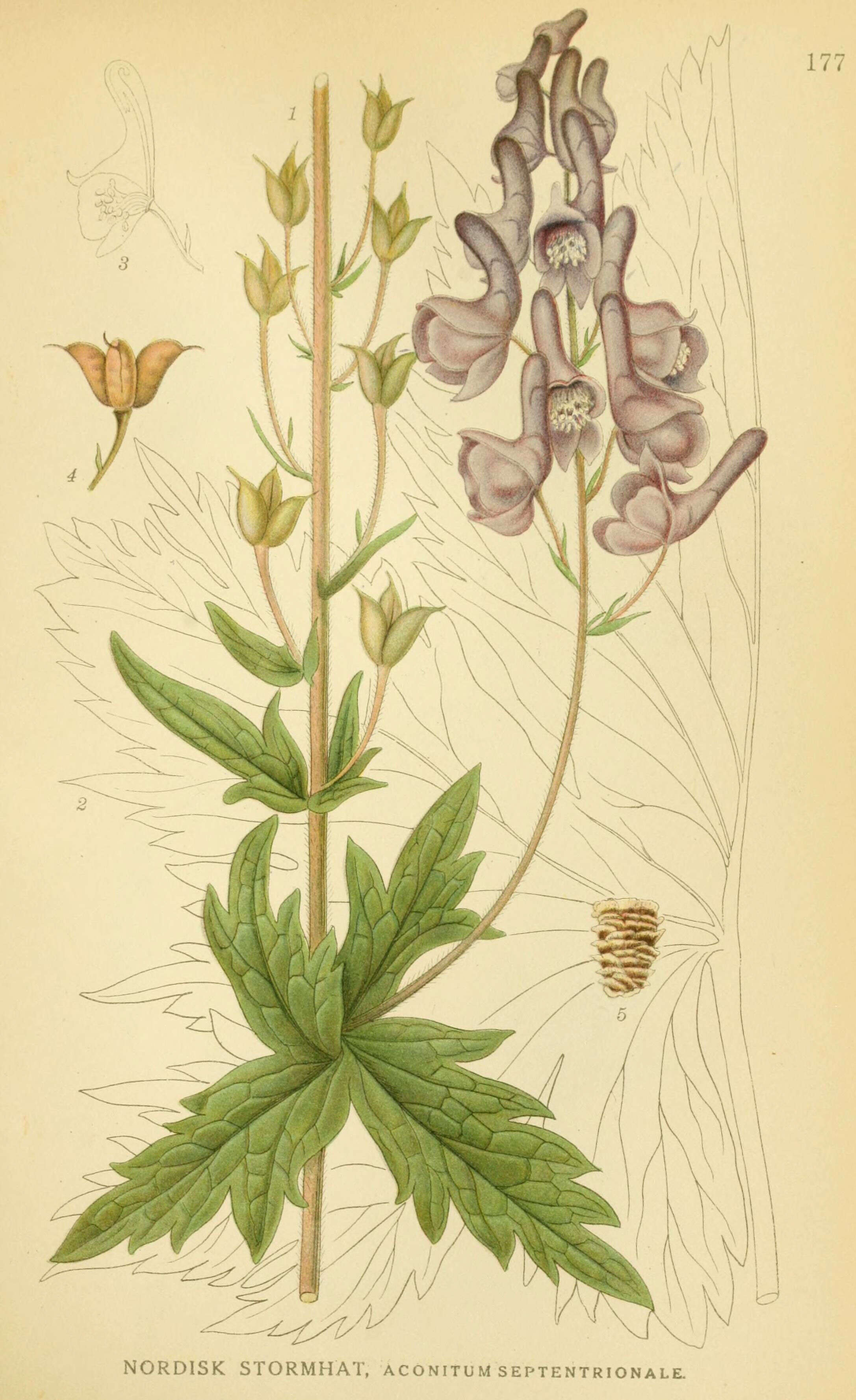 Image of Aconitum septentrionale Koelle