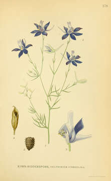 Image of forking larkspur