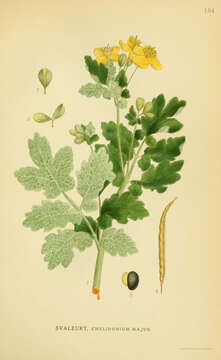 Image of celandine