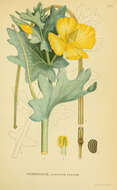 Image of Yellow Horned Poppy