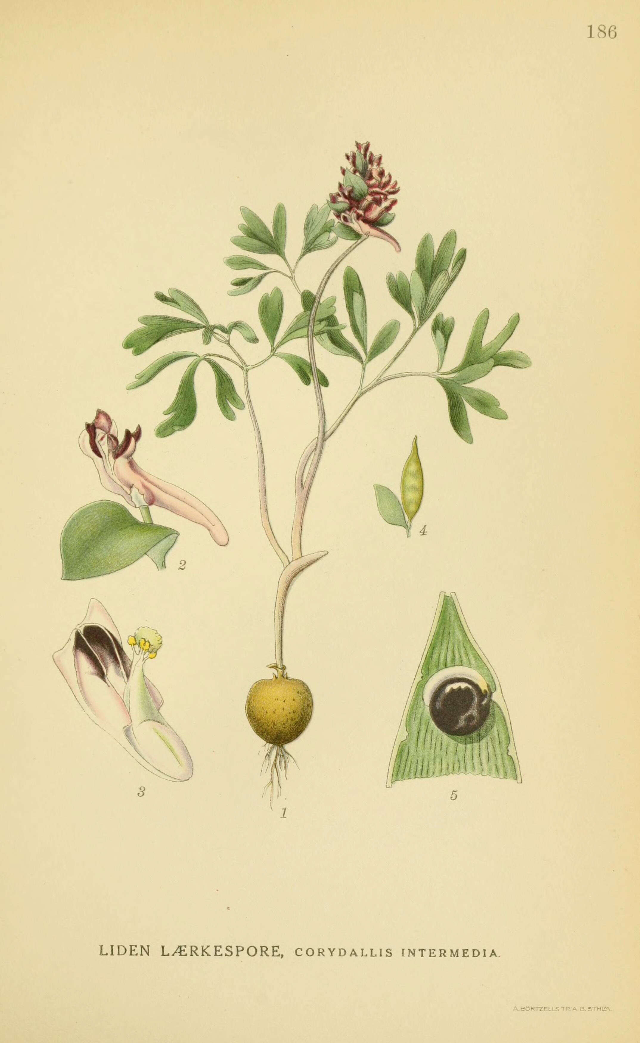 Image of Corydalis intermedia (L.) Merat