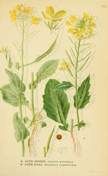 Image of charlock mustard