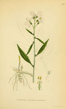 Image of coralroot bittercress