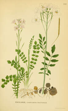 Image of cuckoo flower