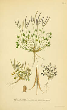 Image of alpine cress