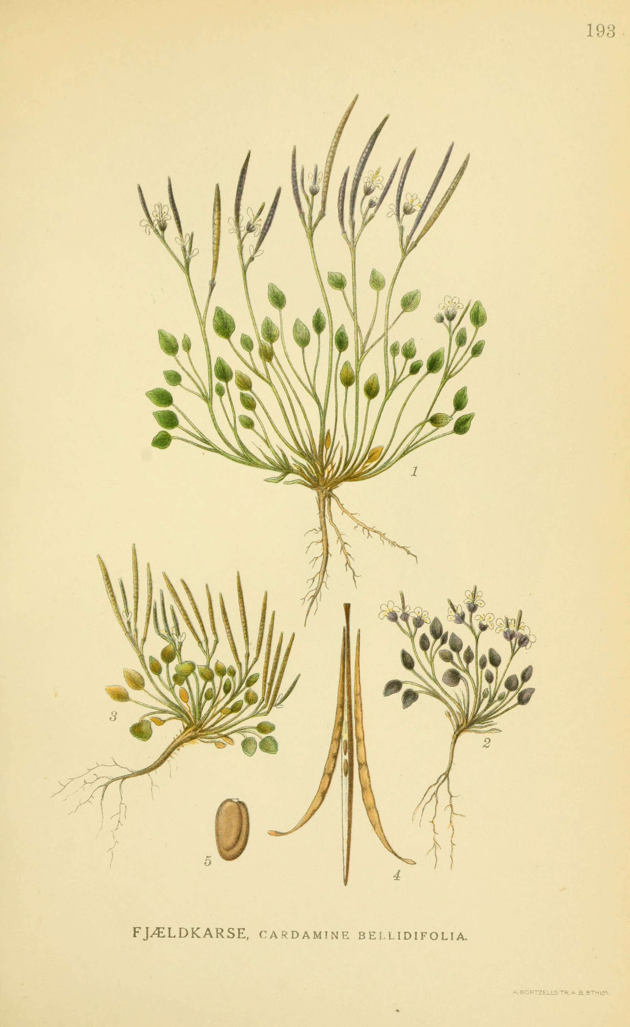 Слика од Cardamine bellidifolia L.