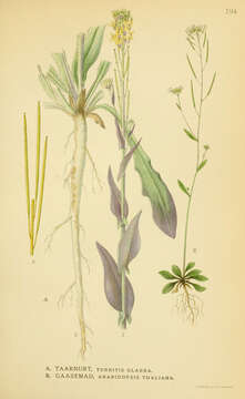 Image of Tower mustard