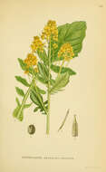 صورة <i>Barbaraea vulgaris</i> R. Br.