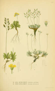 Image of alpine draba