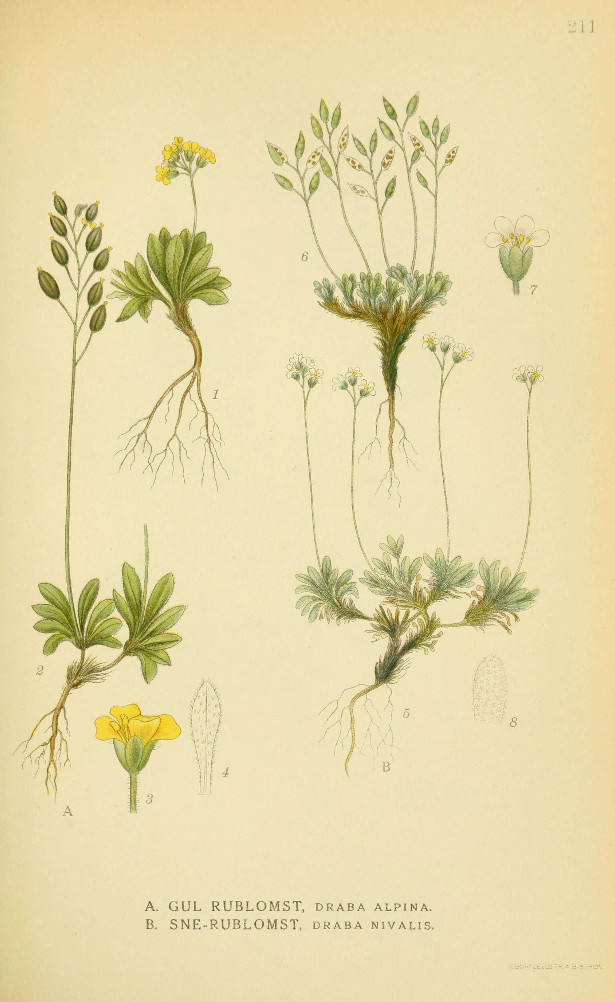 Image of alpine draba