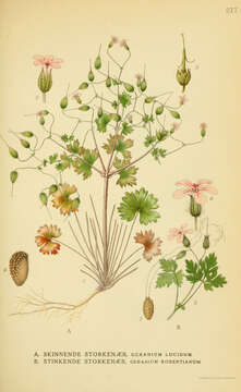 Image of shining geranium