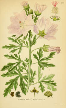 Image of european mallow