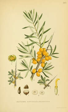 Image of Sea-buckthorn