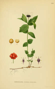 Image of Bunchberry