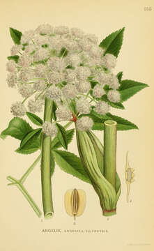 Image of wild angelica