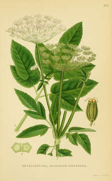 Image of bishop's goutweed