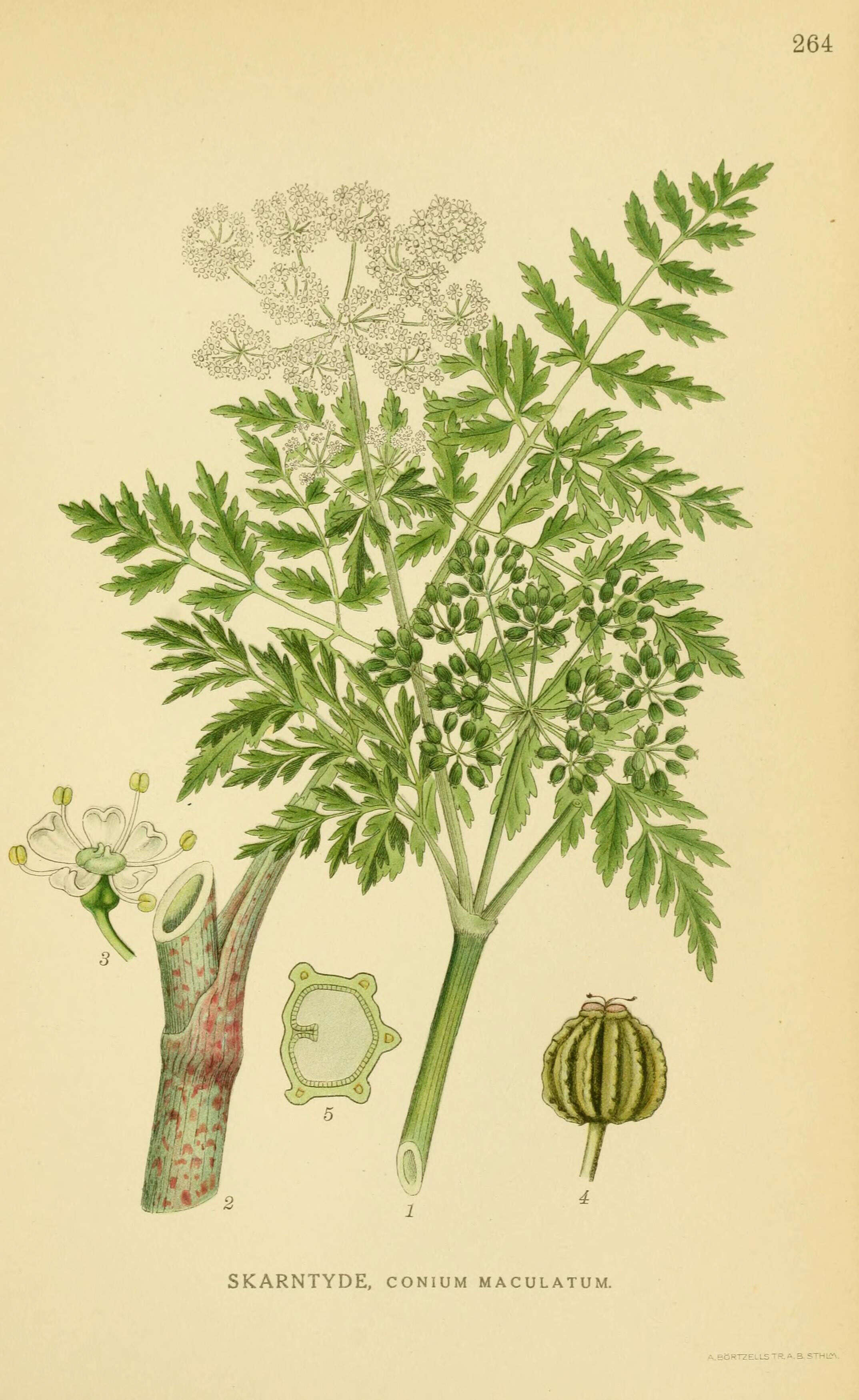 Image of poison hemlock