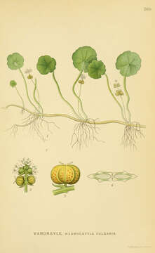 Imagem de Hydrocotyle vulgaris L.