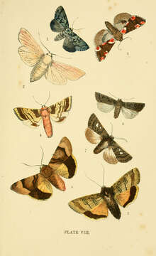 Image de Diphthera Hübner 1809