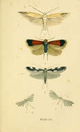 Image de Coleophora currucipennella Zeller 1839
